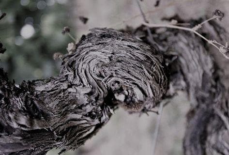 Château Fonplegade - 3