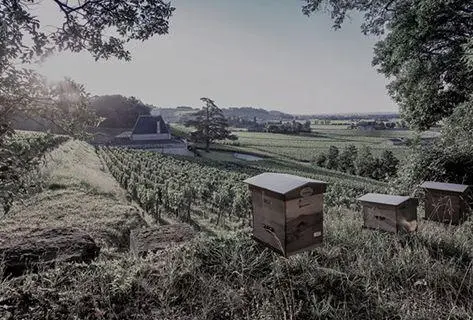 Château Fonplegade - 4