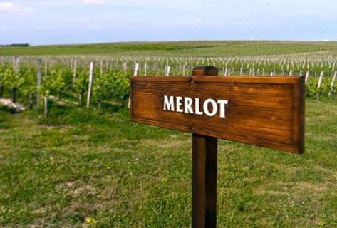 Photo du domaine partenaire Château La Tour Carnet