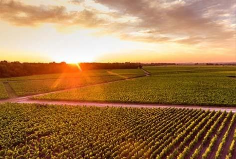 Foto des Partnerweinguts Château Lagrange
