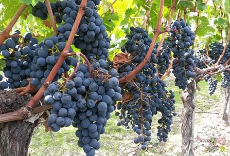 Château Lamothe Bergeron - 3