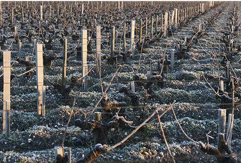 Photo of partner producer Château Langoa Barton