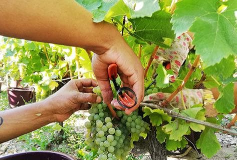 Château Larrivet Haut-Brion - 2