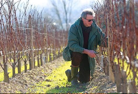 Château Latour à Pomerol - 3