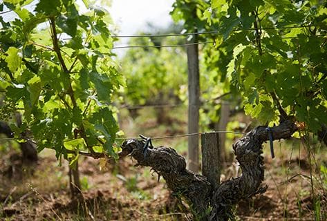 Château Léoville Las Cases - 2