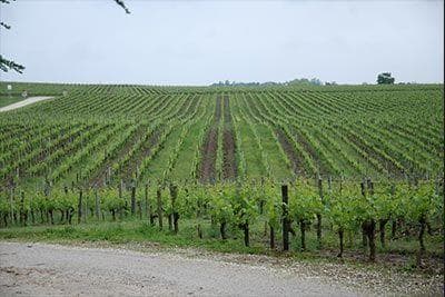 Photo of partner producer Château Maison Blanche