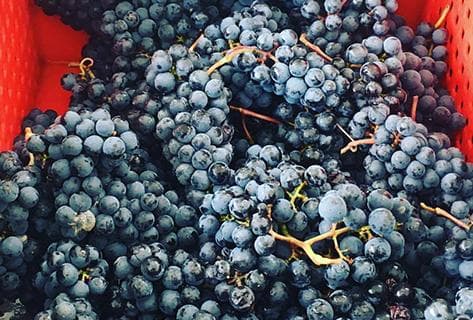 Château Malescot Saint-Exupéry - 2