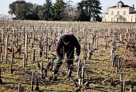 Château Montrose - 4