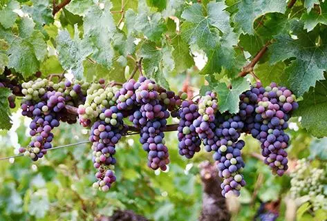 Château Petit Village - 4