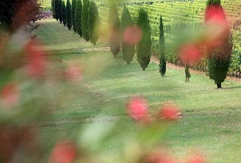 Photo du domaine partenaire Château Reynon