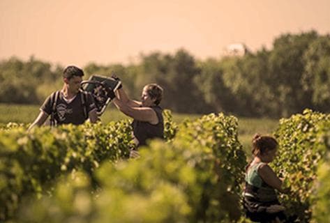 Photo du domaine partenaire Château Sociando-Mallet