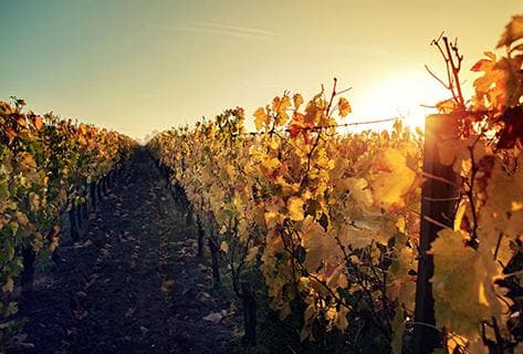 Foto des Partnerweinguts Château Taillefer
