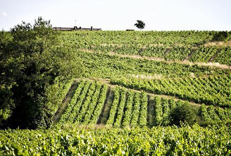 Photo du domaine partenaire Chignard