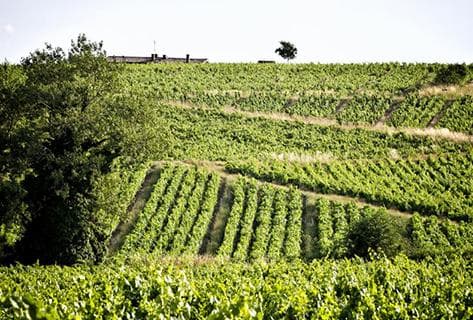 Photo du domaine partenaire Chignard