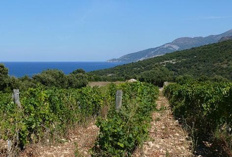 Photo du domaine partenaire Clos Marfisi