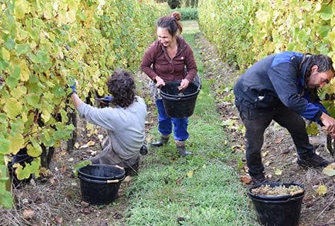 Photo du domaine partenaire Clos Uroulat