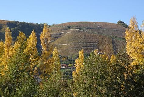 Foto des Partnerweinguts Clusel-Roch