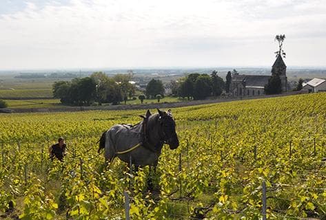 Photo du domaine partenaire De Sousa