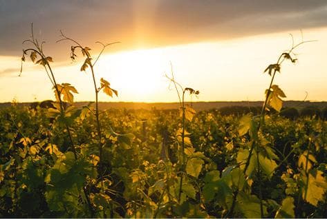 Photo of partner producer Domaine de La Butte