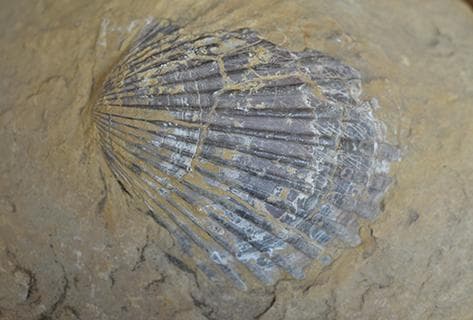 Domaine de la Touraize - 2