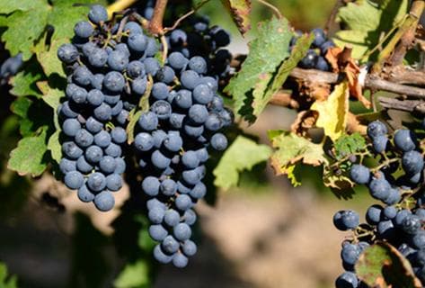 Photo of partner producer Domaine de Montcalmès