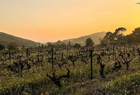 Photo of partner producer Domaine de Terrebrune