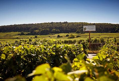 Photo of partner producer Domaine des Perdrix