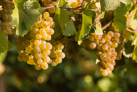 Photo du domaine partenaire Domaine des Tilleuls - Philippe Livera