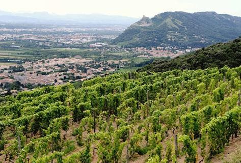 Photo of partner producer Domaine du Coulet