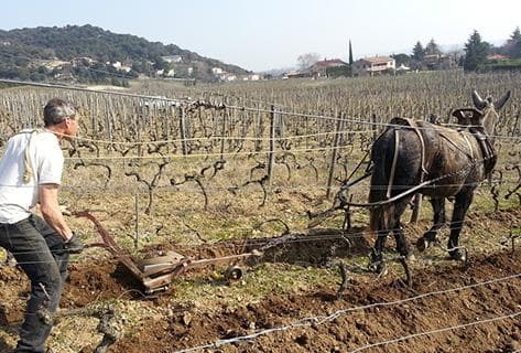 Domaine du Coulet - 3