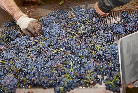 Foto des Partnerweinguts Domaine Du Couvent