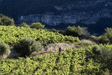 Photo of partner producer Domaine du Pas de l'Escalette