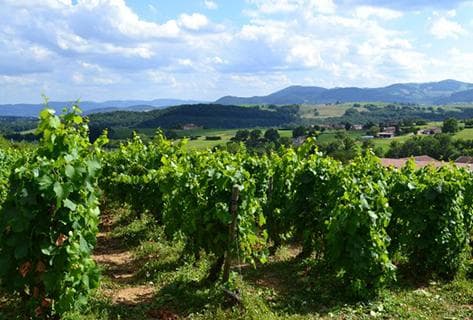 Photo du domaine partenaire Domaine du Vissoux