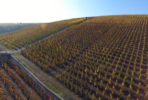 Foto des Partnerweinguts Domaine Gerin