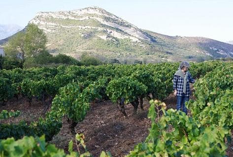 Photo of partner producer Domaine Giudicelli