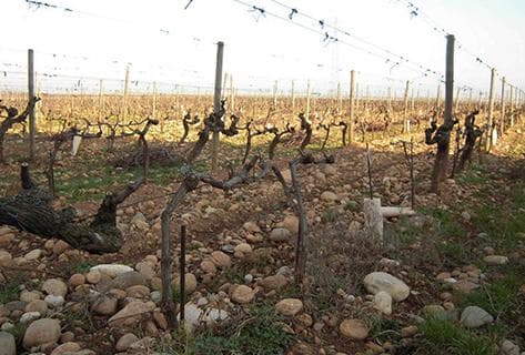 Photo du domaine partenaire Domaine Graillot