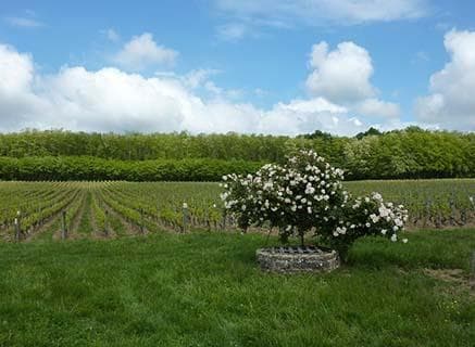 Photo of partner producer Domaine Guillemot-Michel