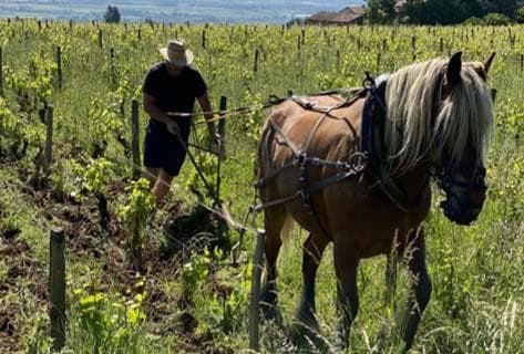 Photo of partner producer Domaine Saint-Cyr