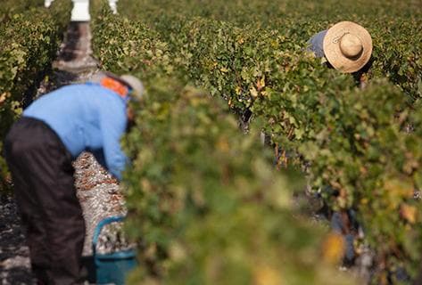 Domaines Henri Martin - 3