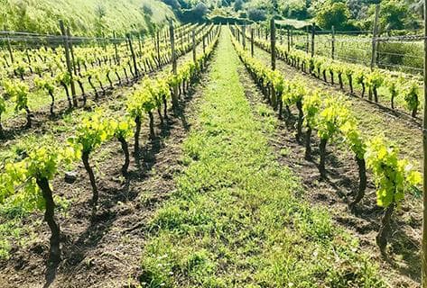 Photo du domaine partenaire Elena Fucci