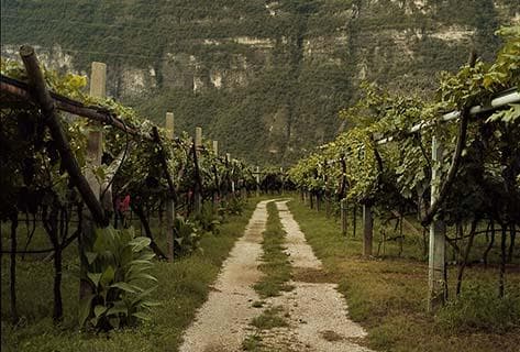 Foto des Partnerweinguts Elisabetta Foradori