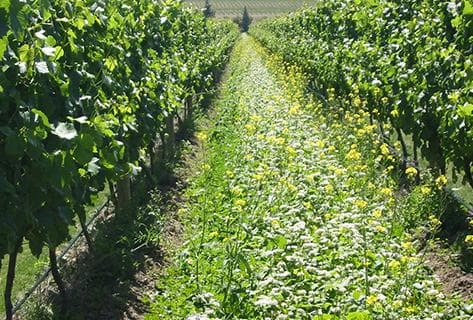 Photo of partner producer Felton Road