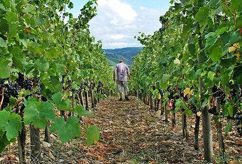 Photo du domaine partenaire François Villard
