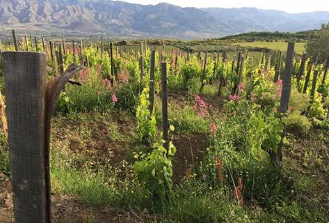 Foto des Partnerweinguts Frank Cornelissen