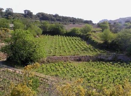 Photo du domaine partenaire Gauby