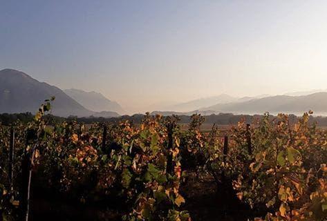 Photo du domaine partenaire Giachino