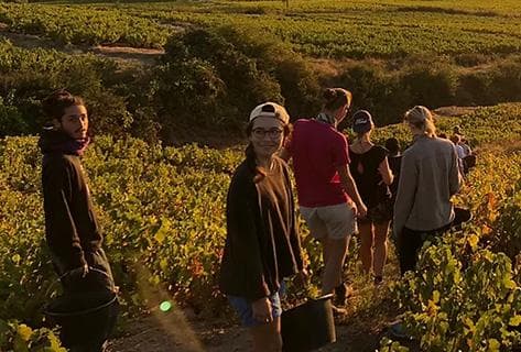 Photo du domaine partenaire Grégoire Hoppenot