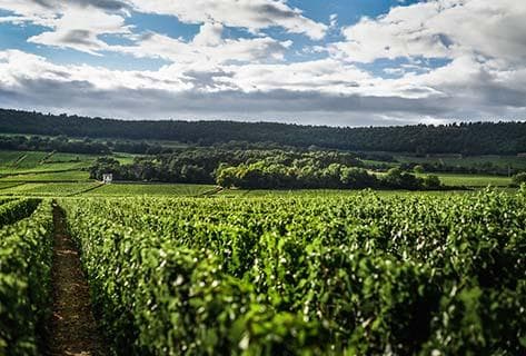 Photo du domaine partenaire Armand Heitz