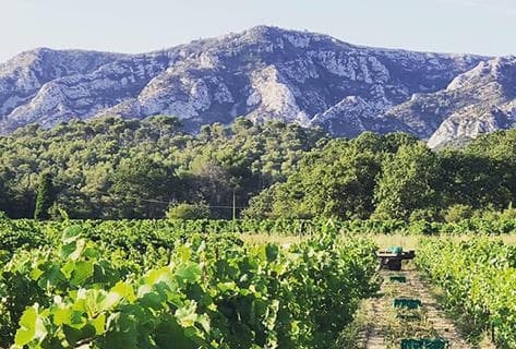 Photo of partner producer Henri Milan