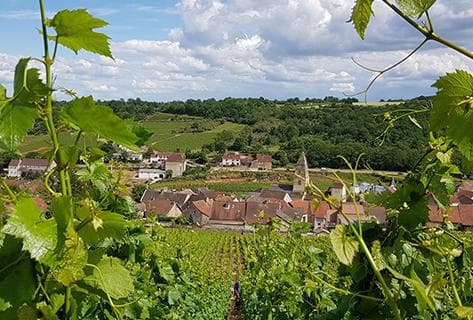 Photo du domaine partenaire Hubert Lamy